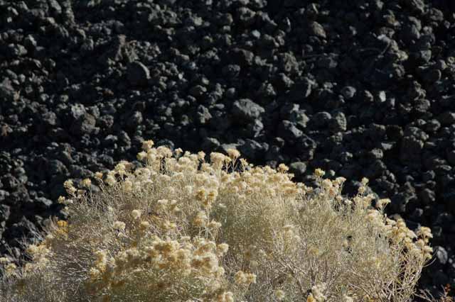 lava rocks haven't stopped the foliage from growing